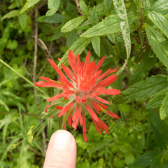 Castilleja affinis affinis