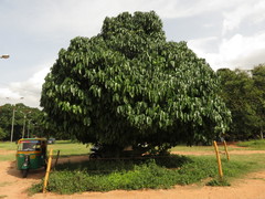 Garcinia xanthochymus