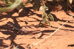 Ctenophorus isolepis