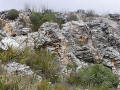 Oldenburgia paradoxa