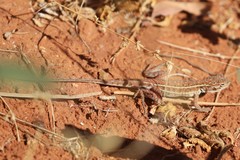 Ctenophorus isolepis