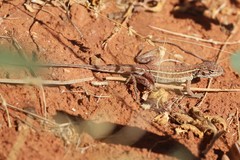 Ctenophorus isolepis