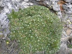 Oldenburgia paradoxa