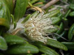 Oldenburgia paradoxa