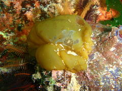 Leathesia marina