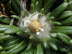 Oldenburgia paradoxa