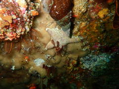 Callopatiria formosa