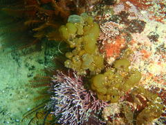 Leathesia marina