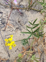 Rhynchosia ferulifolia