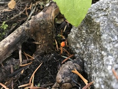 Mycena strobilinoidea