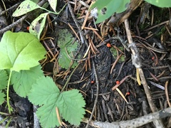 Mycena strobilinoidea