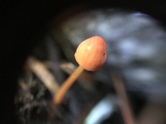 Mycena strobilinoidea