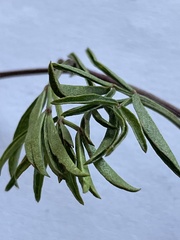 Rhynchosia ferulifolia