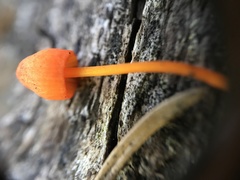 Mycena strobilinoidea