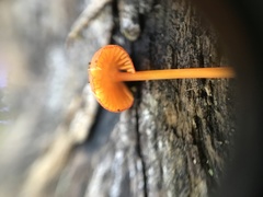 Mycena strobilinoidea