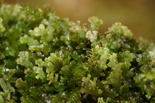 Riccardia chamedryfolia