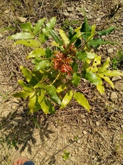 Harpephyllum caffrum