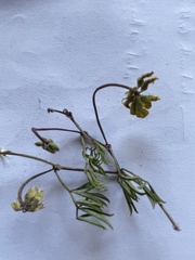 Rhynchosia ferulifolia