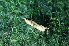 Nephopterix angustella