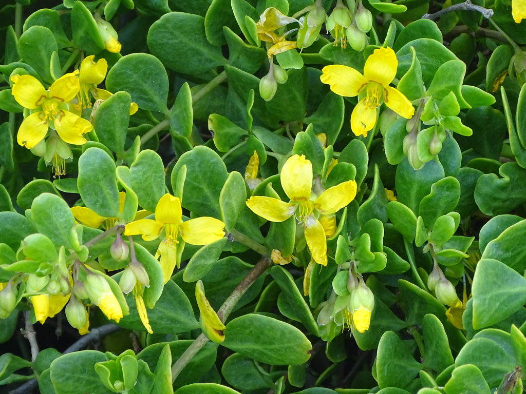 Salad Twinleaf