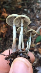 Psilocybe stuntzii