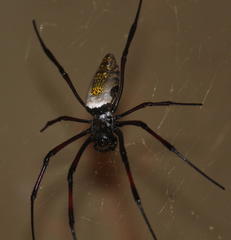 Trichonephila inaurata madagascariensis