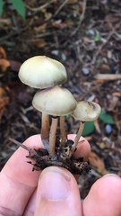 Psilocybe stuntzii