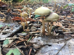 Psilocybe stuntzii