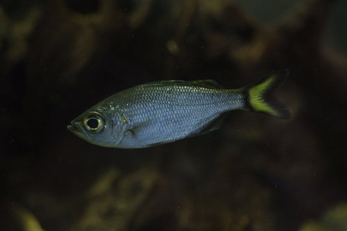 Flagtail (Kuhlia munda) — Kuhliidae — 4