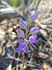 Thelymitra alcockiae