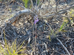 Thelymitra alcockiae