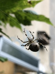 Araneus diadematus