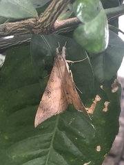 Oxyodes scrobiculata