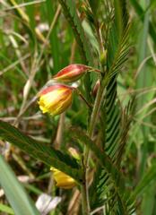 Chamaecrista mimosoides