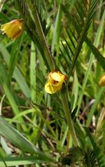 Chamaecrista mimosoides