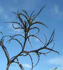 Najas horrida