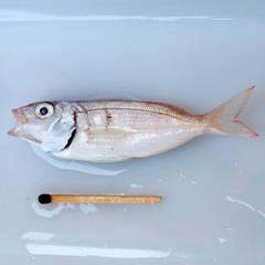 Argyrozona argyrozona