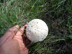 Saproamanita vittadinii