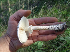 Saproamanita vittadinii