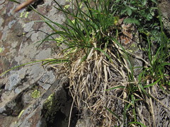 Carex tristis