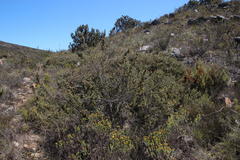 Protea sulphurea