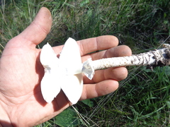 Saproamanita vittadinii