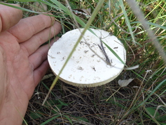 Saproamanita vittadinii