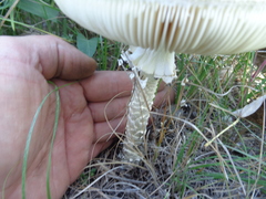 Saproamanita vittadinii