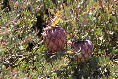 Protea sulphurea