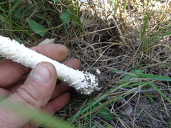Saproamanita vittadinii