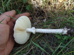 Saproamanita vittadinii