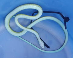 Philothamnus occidentalis