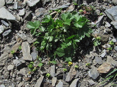 Potentilla gelida