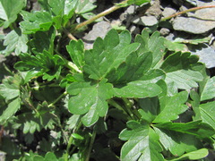 Potentilla gelida